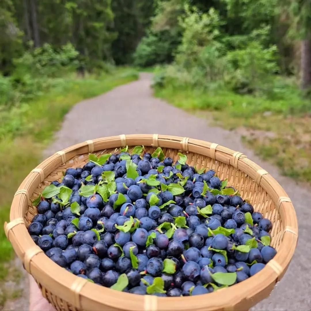 Giant Blueberry Fruit Seeds